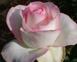 Realistic Pink Rose